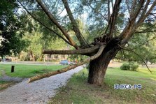 выкса.рф, Упавшее после урагана дерево третью неделю угрожает прохожим