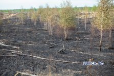выкса.рф, Причина лесного пожара в Верхней Верее — поджог