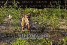 выкса.рф, Рыжая снова в городе: лису заметили в районе ЛПК