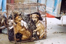 выкса.рф, Выксунские защитники животных гонятся за грузовиком с отловленными собаками