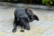 выкса.рф, За месяц в Выксе отловили 15 бездомных собак