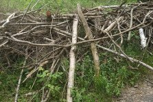 выкса.рф, Второй этап субботника в лесополосе между школами № 1 и 9 состоится в июле