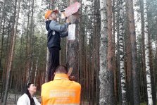 выкса.рф, Волонтёры установили стрелки-указатели в лесу у посёлка Ризадеевский