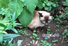 выкса.рф, На улице Осипенко живёт кошка с девятью жизнями