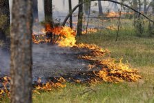 выкса.рф, Огонь уничтожил 1 500 м² леса в километре от Вили