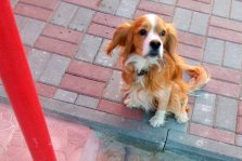 выкса.рф, В Мотомсе найдена домашняя собака