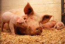 выкса.рф, Африканская чума свиней выявлена в Навашинском округе