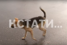 выкса.рф, Сети-НН: Живодер взорвал в пасти у живой собаки петарду