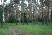 выкса.рф, Нижегородская область вошла в число лидеров по ведению лесного хозяйства
