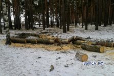 выкса.рф, Чёрные лесорубы нарубили дров на 1,7 млн рублей