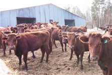 выкса.рф, Выксунский фермер купил 126 коров благодаря госпрограмме