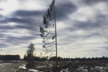 выкса.рф, Полудерево у дороги