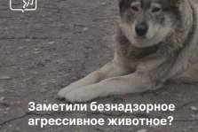 выкса.рф, В августе специалисты отловили 15 бездомных собак