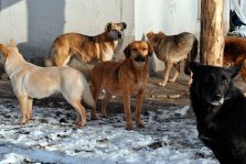 выкса.рф, Власти планируют отлов 269 бездомных собак