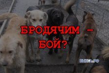 выкса.рф, Бродячим — бой?