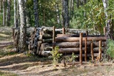 выкса.рф, В округе спилят 900 кубометров аварийных деревьев