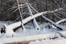 выкса.рф, Из леса украли 55 кубометров поваленных ветром деревьев