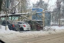 выкса.рф, На улица Вавилина упало дерево