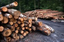 выкса.рф, Нарушения лесного законодательства обнаружены на предприятиях округа