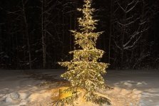 выкса.рф, После праздников ёлке можно дать вторую жизнь