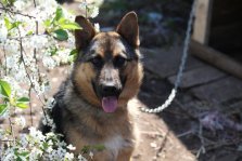 выкса.рф, Служебных собак на ВМЗ заменит система видеонаблюдения