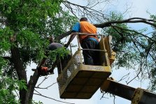 выкса.рф, На валку и обрезку деревьев выделено 300 тысяч рублей