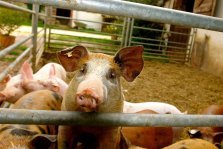 выкса.рф, Фермеров обязали продать свиней в Навашинском округе