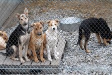 выкса.рф, 248 тысяч выделено на отлов 125 собак