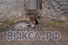 выкса.рф, Ястреб устроил обед в центре Выксы