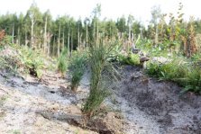 выкса.рф, В Нижегородской области посадят почти 17 млн деревьев