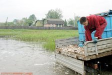 выкса.рф, В Межонский пруд выпущено 300 килограмм карасей