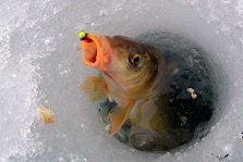 выкса.рф, Областные соревнований по ловле рыбы