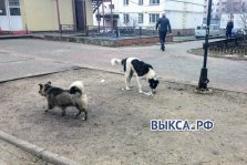 выкса.рф, В Выксе будут искать хозяев бездомных собак