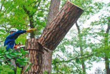 выкса.рф, В Выксе спилят 250 кубометров аварийных деревьев