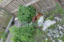 выкса.рф, В Верхней Верее лиса загрызла 13 кур