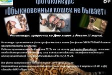 выкса.рф, Фотоконкурс «Обыкновенных кошек не бывает»