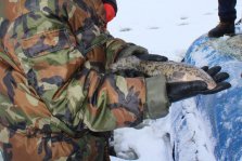 выкса.рф, Нижегородским рыбакам запретили ловить налима