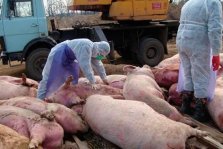 выкса.рф, На Выксу надвигается угроза заражения африканской чумой свиней