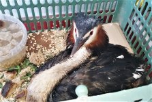 выкса.рф, Краснокнижную птицу спасли от гибели на Лесозаводе