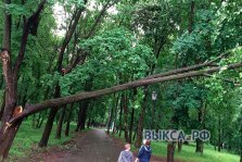 выкса.рф, Более 230 тысяч рублей направлено на спиливание аварийных деревьев