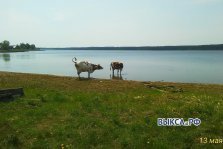 выкса.рф, Коровы в Вильском пруду