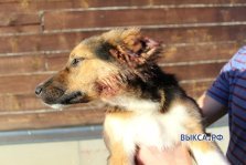 выкса.рф, Полиция заинтересовалась щенком с отрезанными ушами и хвостом