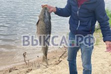 выкса.рф, Ещё один карп найден мертвым в Нижнем пруду