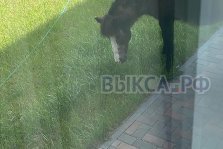 выкса.рф, Нежданный гость