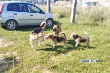выкса.рф, В Шиморском собака покусала двух детей