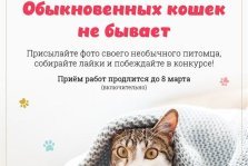 выкса.рф, Фотоконкурс «Обыкновенных кошек не бывает»