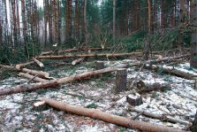 выкса.рф, 58 незаконных вырубок леса зафиксировано в 2014 году