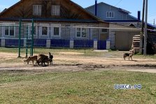 выкса.рф, Жители ПМК пожаловались на стаи бродячих собак