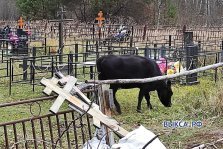 выкса.рф, «Ломают ограды, ходят по захоронениям и гадят»: коров заметили на кладбище в Шиморском