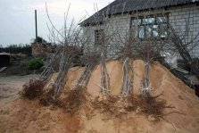 выкса.рф, В садоводческом товариществе «Труд» украли деревья